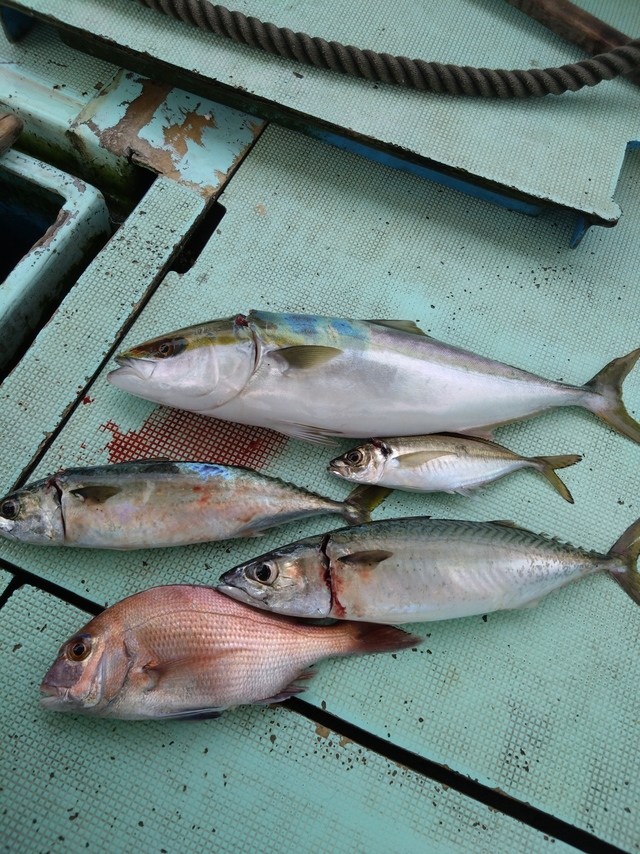 タイ(マダイ)・アジ(マアジ)・メジロ(ブリ)・サバ(マサバ)