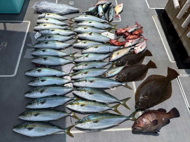 マハタ・ハマチ(ブリ)・サワラ・カサゴ・ヒラメ