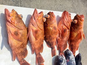 カンコ(ウッカリカサゴ)