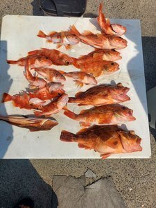 カンコ(ウッカリカサゴ)