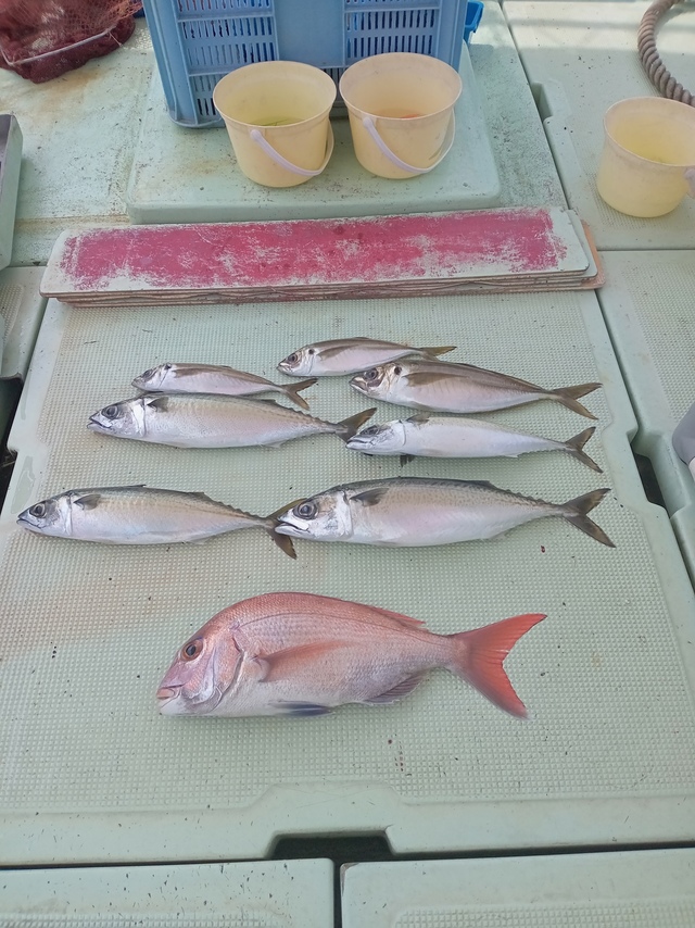 マダイ・マアジ・サバ(マサバ)