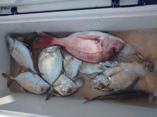 マダイ・カイワリ