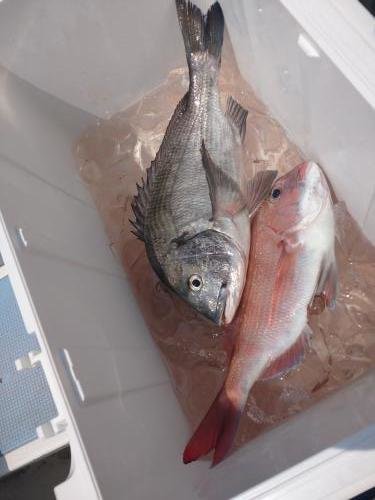 マダイ・クロダイ