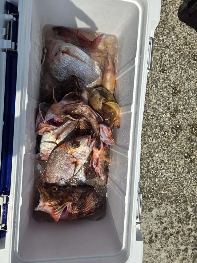 マダイ・カサゴ