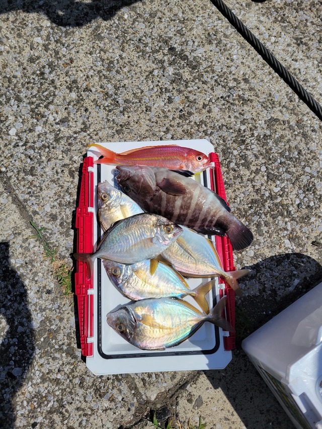 マハタ・カイワリ・イトヨリ(イトヨリダイ)