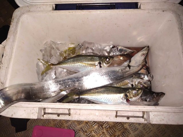 アジ(マアジ)・タチ(タチウオ)