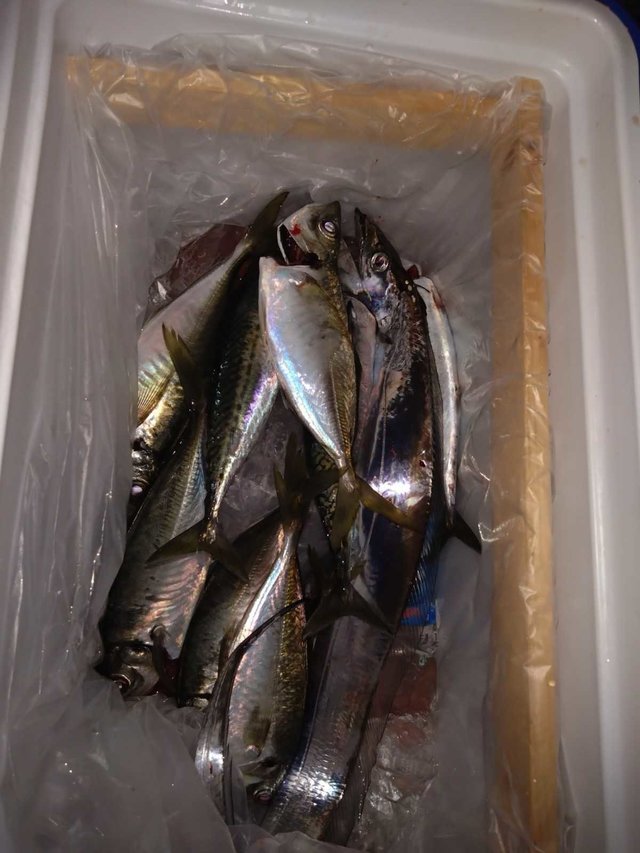 アジ(マアジ)・タチ(タチウオ)・サバ(ゴマサバ)