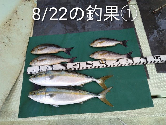 ハマチ(ブリ)・イサキ