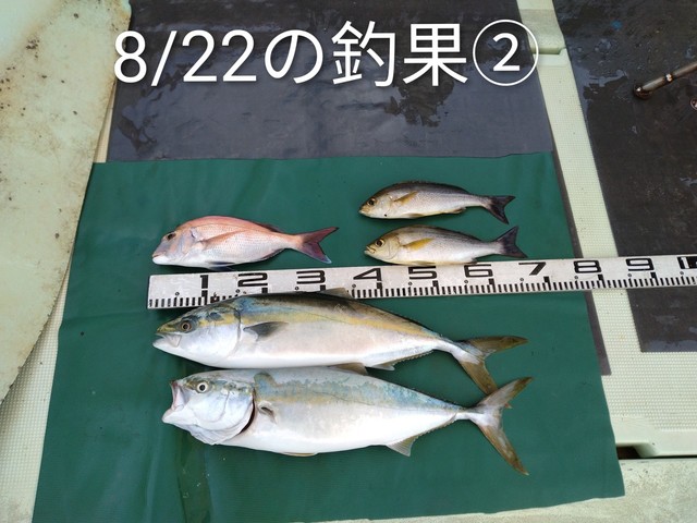 マダイ・ハマチ(ブリ)・イサキ