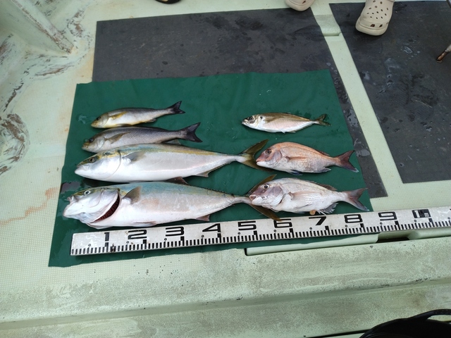 マダイ・マアジ・ハマチ(ブリ)・イサキ