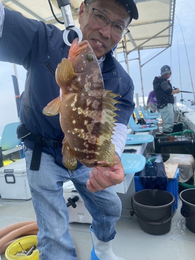 アコウ(キジハタ)