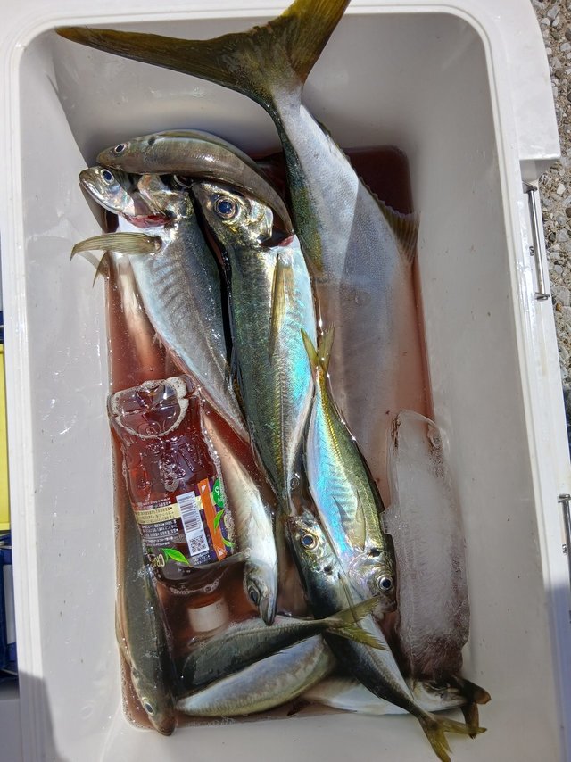 アジ(マアジ)・ワラサ(ブリ)