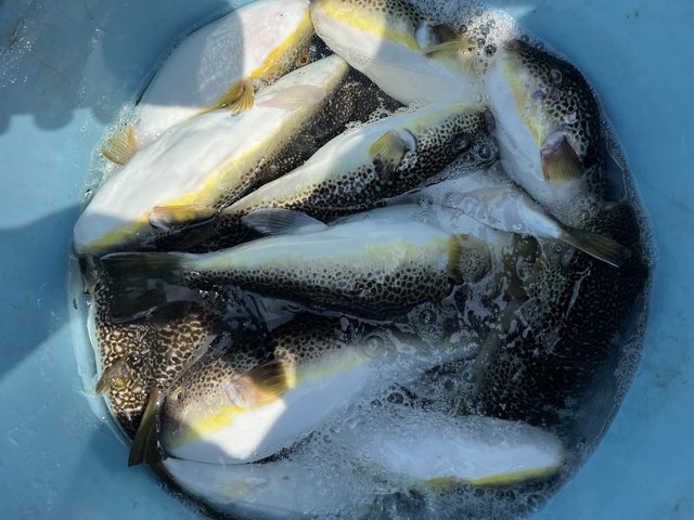 ショウサイフグ