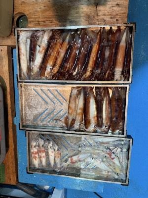 アカイカ(ケンサキイカ)・スルメイカ