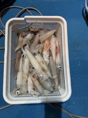 アカイカ(ケンサキイカ)