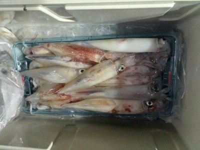 イカ(ケンサキイカ)