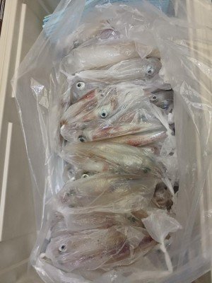 イカ(ケンサキイカ)