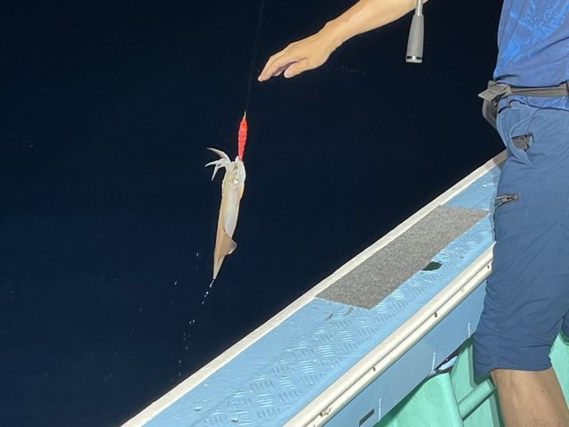 イカ(ケンサキイカ)