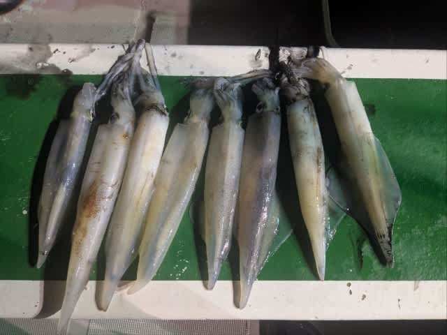 アカイカ(ケンサキイカ)