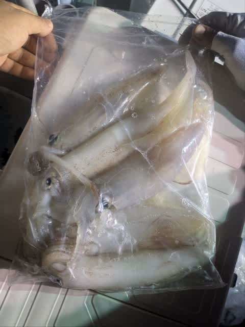 アカイカ(ケンサキイカ)