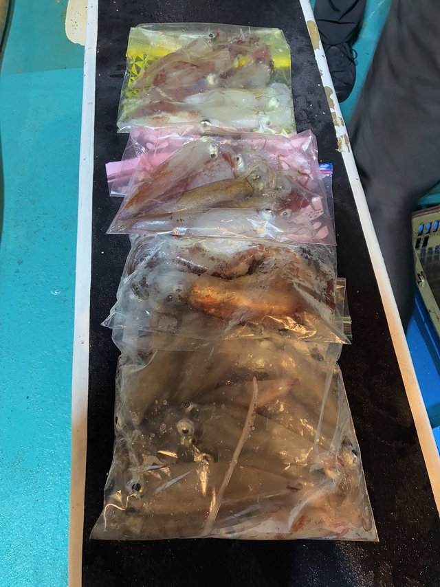 アカイカ(ケンサキイカ)