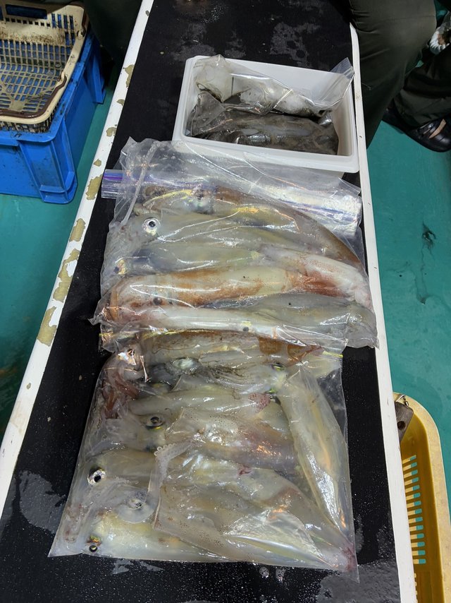 アカイカ(ケンサキイカ)