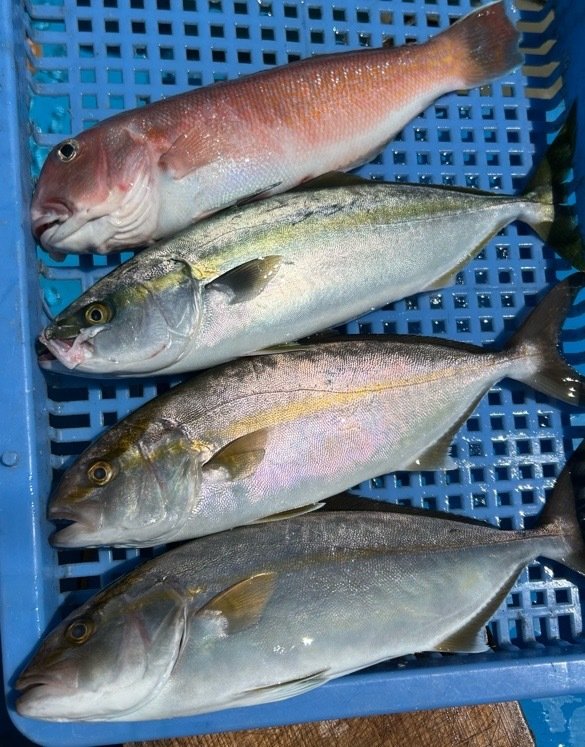 イナダ(ブリ)・ショゴ(カンパチ)・シロアマダイ