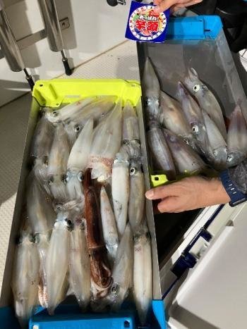 マイカ(ケンサキイカ)