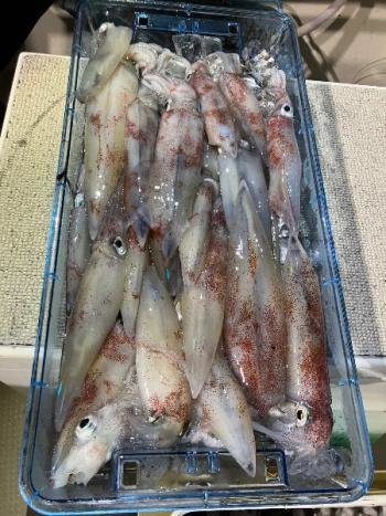 マイカ(ケンサキイカ)