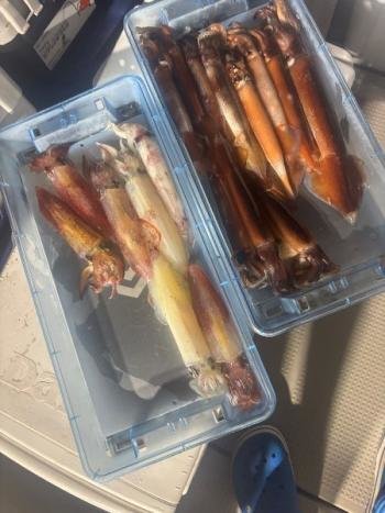 スルメイカ・ムギイカ(スルメイカ)・マイカ(ケンサキイカ)