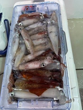 マイカ(ケンサキイカ)