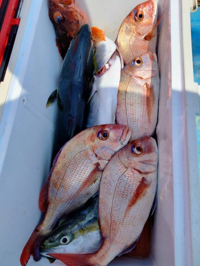 マダイ・イナダ(ブリ)