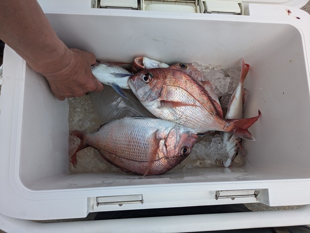 マダイ・アジ(マアジ)