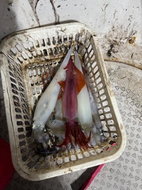 アカイカ(ケンサキイカ)