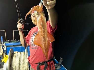 マイカ(ケンサキイカ)