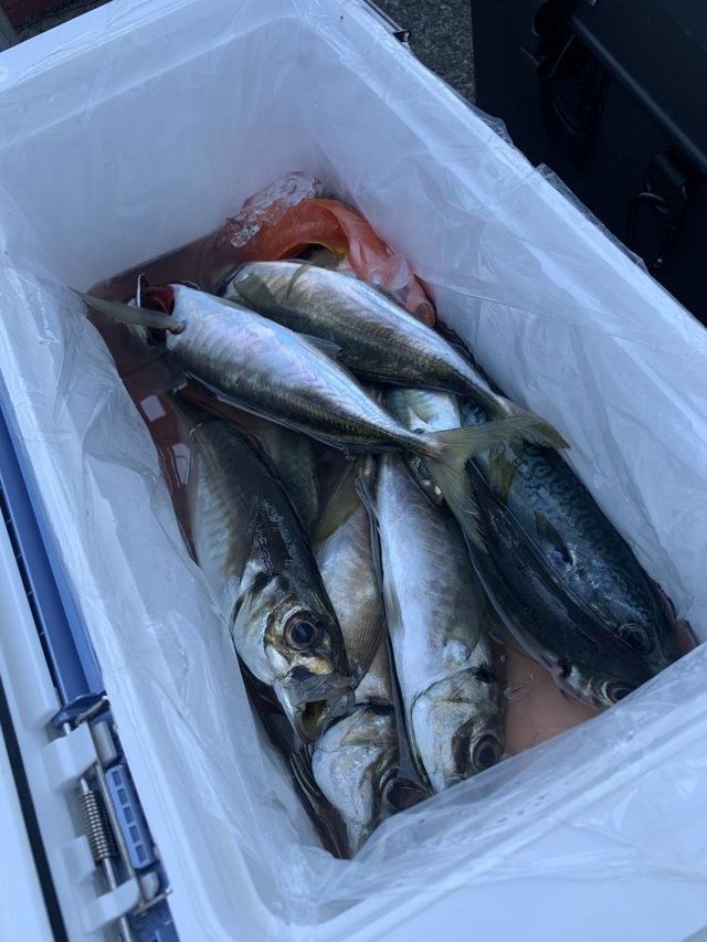 アジ(マアジ)・オニカサゴ