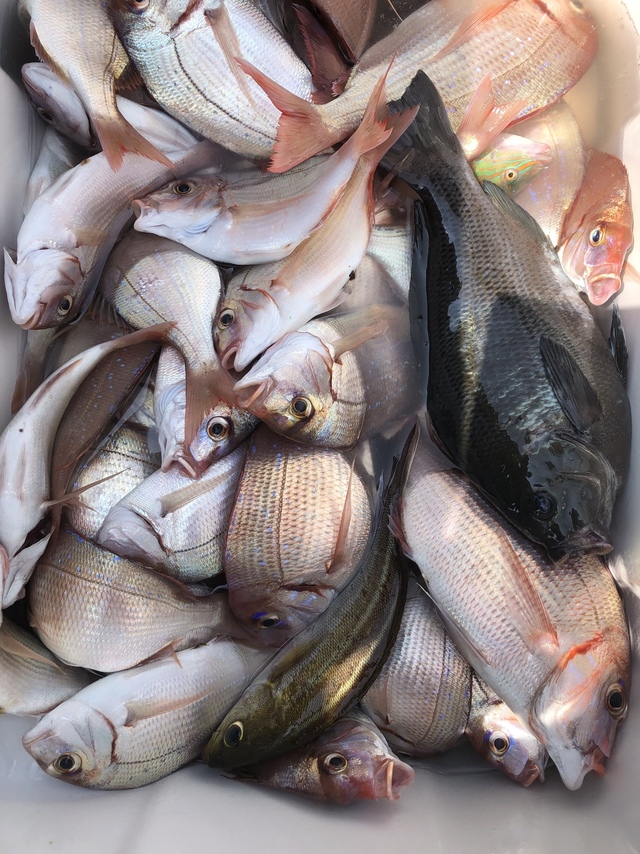 ハナダイ(チダイ)