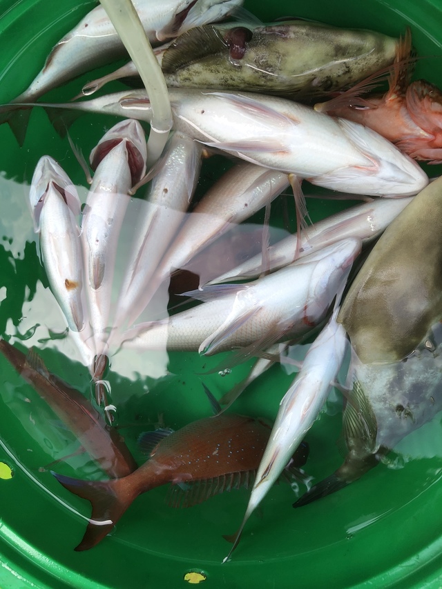 ハナダイ(チダイ)