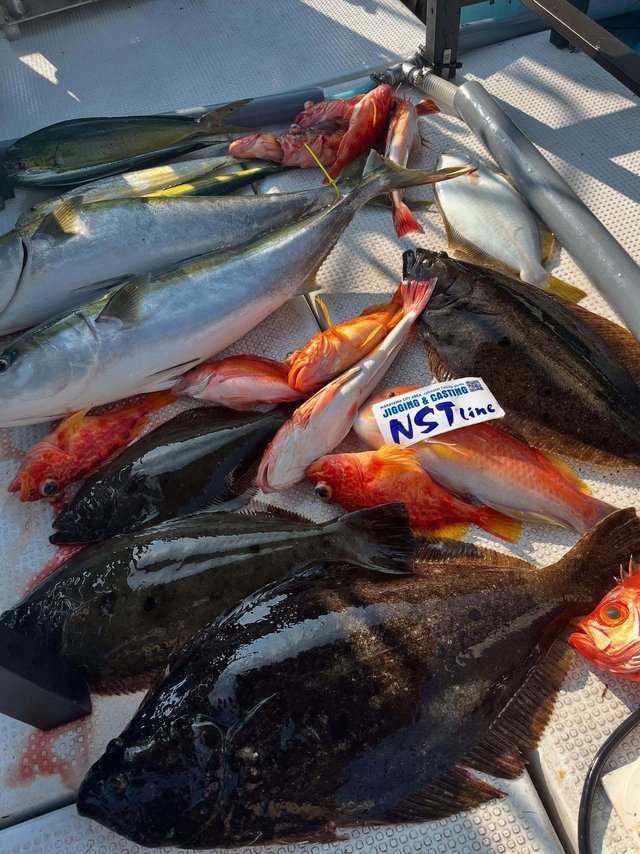 アカハタ・ブリ・シイラ・カサゴ・ヒラメ