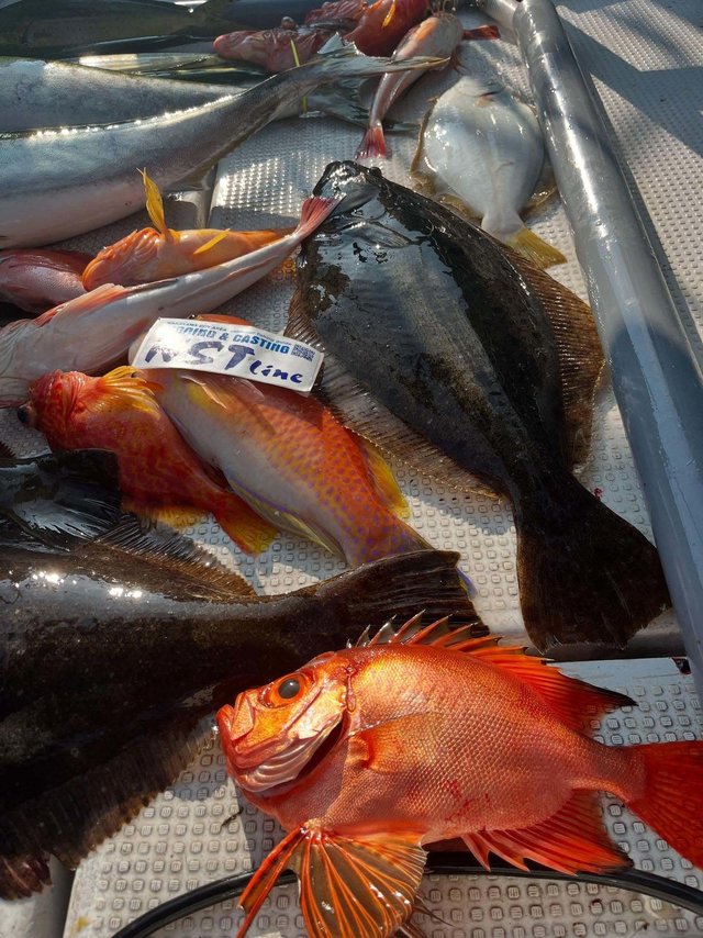 アカハタ・ブリ・シイラ・カサゴ・ヒラメ