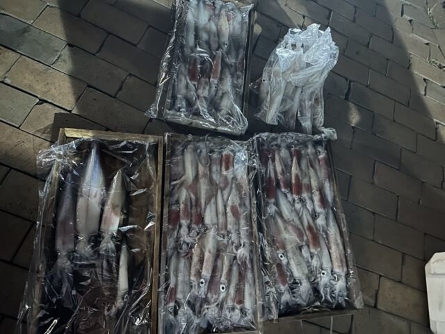 ケンサキ(ケンサキイカ)