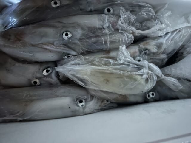 ケンサキ(ケンサキイカ)