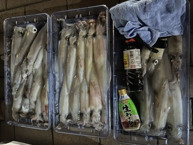 ケンサキ(ケンサキイカ)