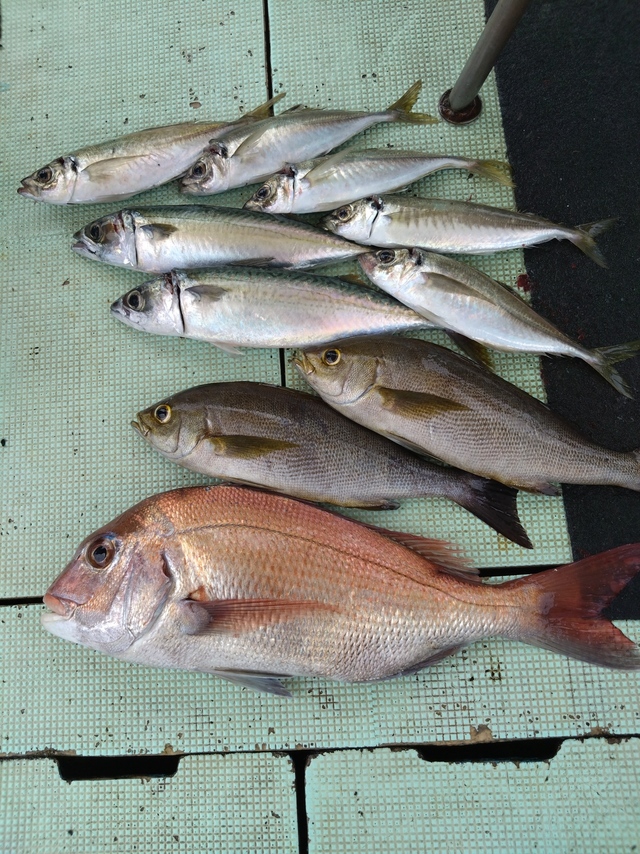 タイ(マダイ)・アジ(マアジ)・イサギ(イサキ)・サバ(マサバ)