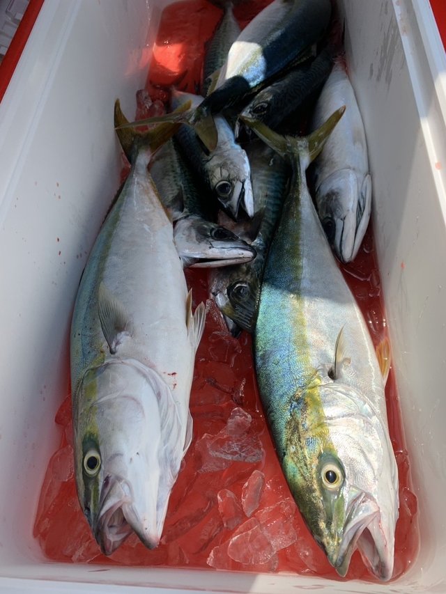 イナダ(ブリ)・ワラサ(ブリ)