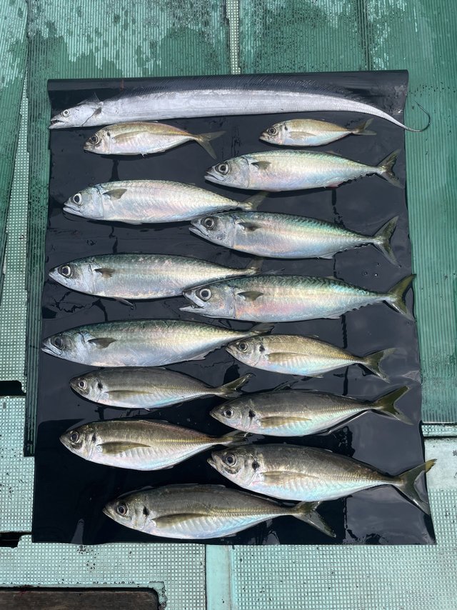 マアジ・マサバ