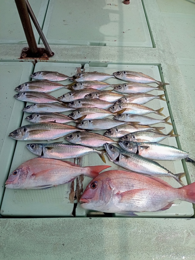 マダイ・マアジ・サバ(マサバ)