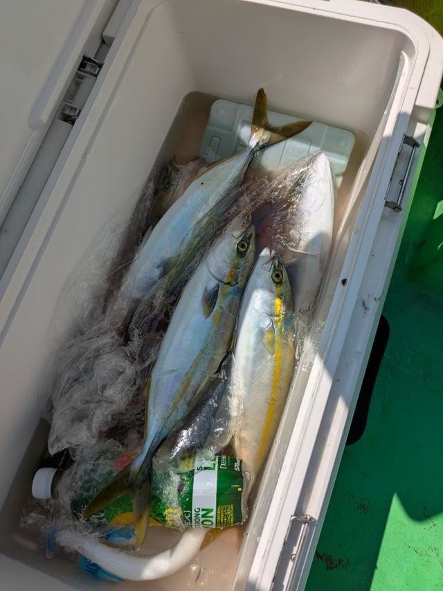 ワカシ(ブリ)・イナダ(ブリ)