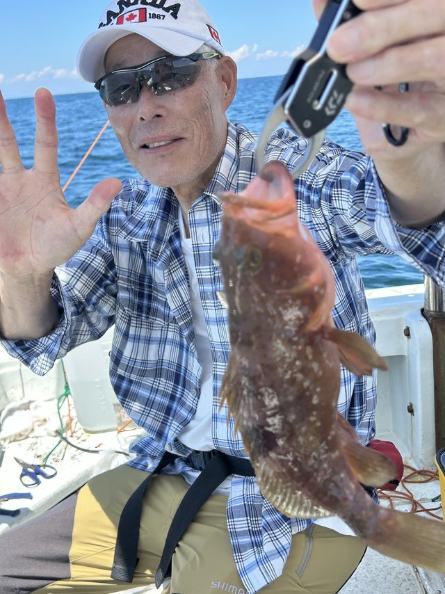 アコウ(キジハタ)