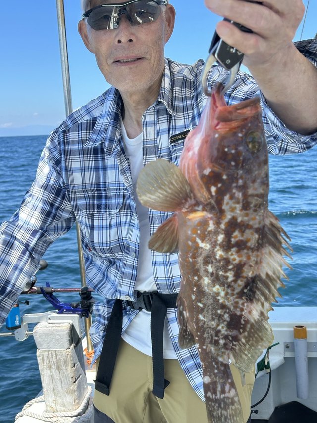 アコウ(キジハタ)